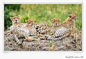 Cheetahs resting_HBB2873_Gallery Print